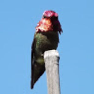 Meet your Posher, Marina